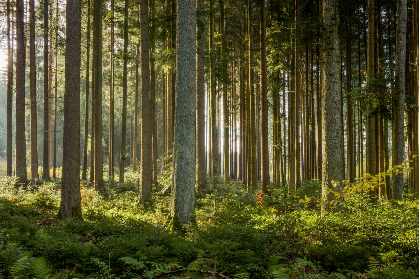 iStock.com / Andreas Zerndl