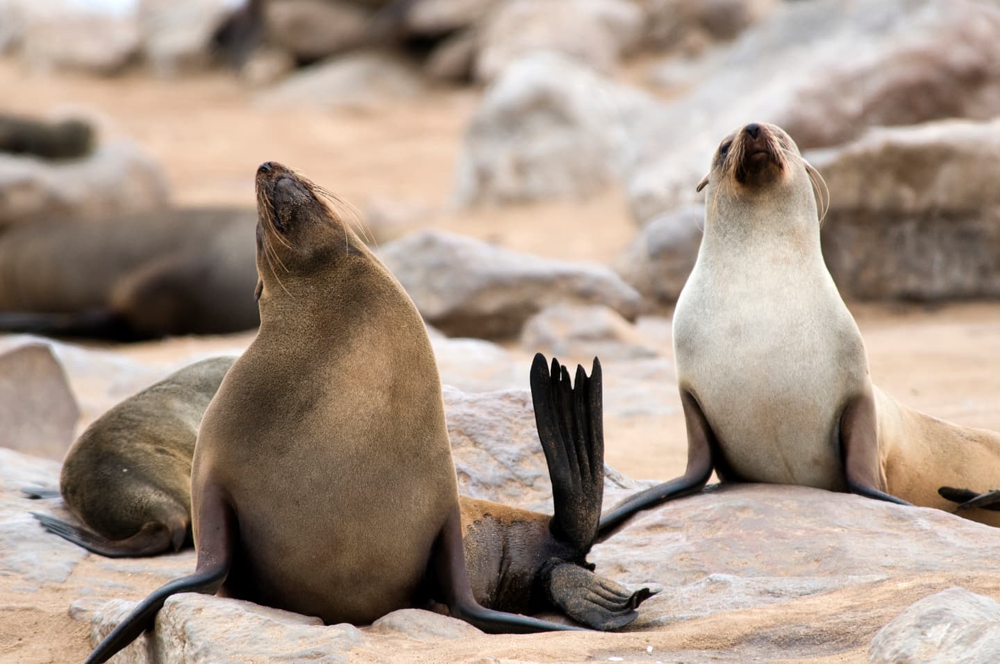 iStock.com / SA-Pictures