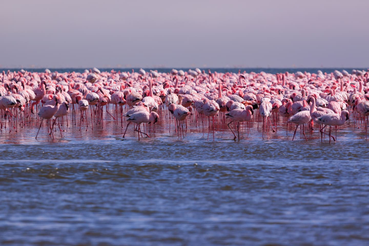 iStock.com / NicoKelder