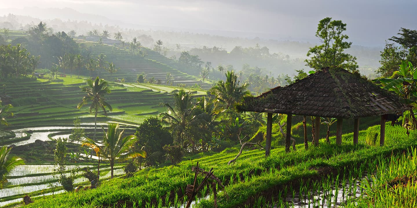 iStock / longtaildog