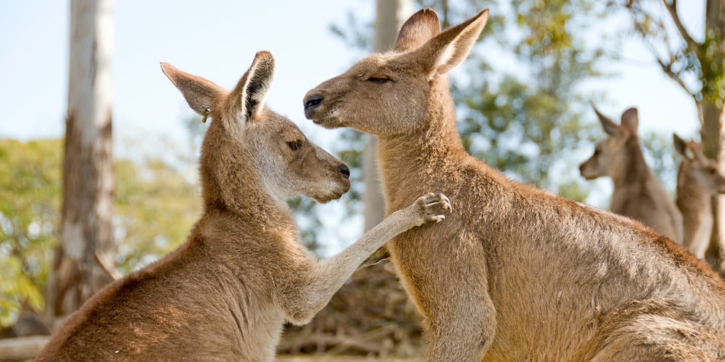 iStock / Satheesh Nair