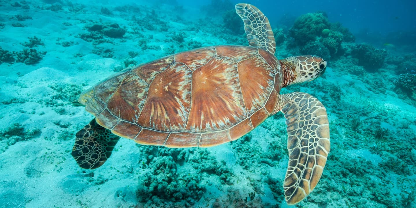 iStock / treetstreet