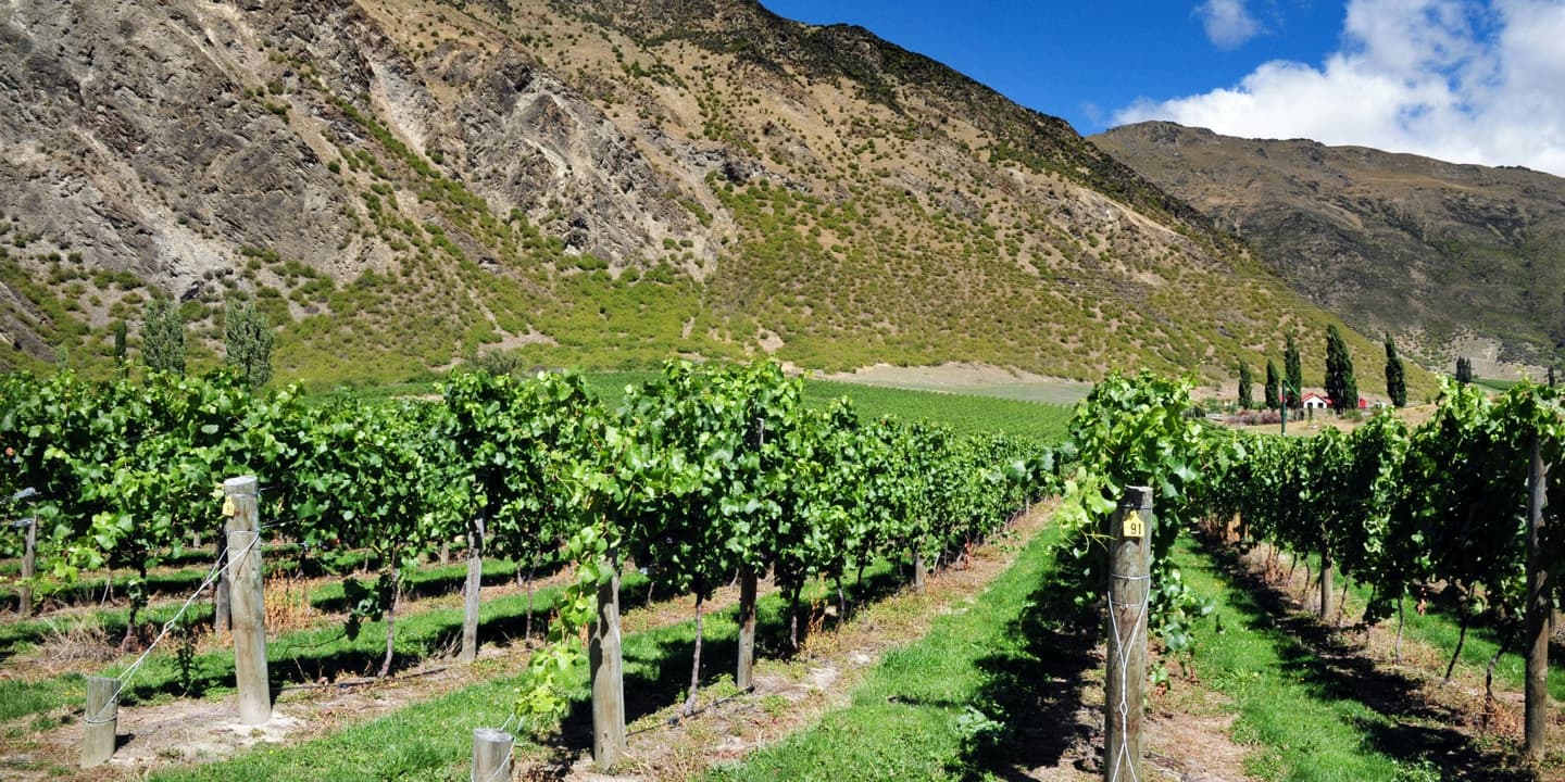 iStock / chameleonseye