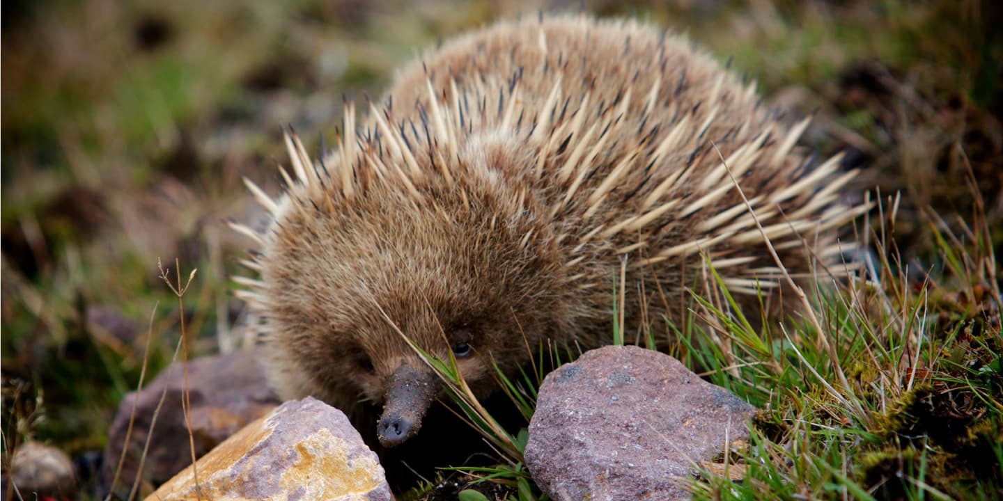 iStock / Tim Barrett