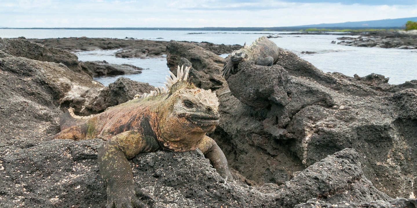 Darwin Bay, Galápagos