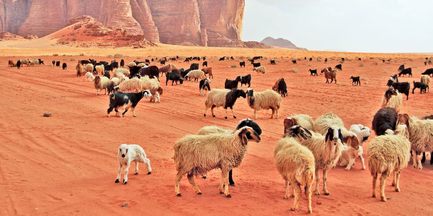 iStock / guppyimages