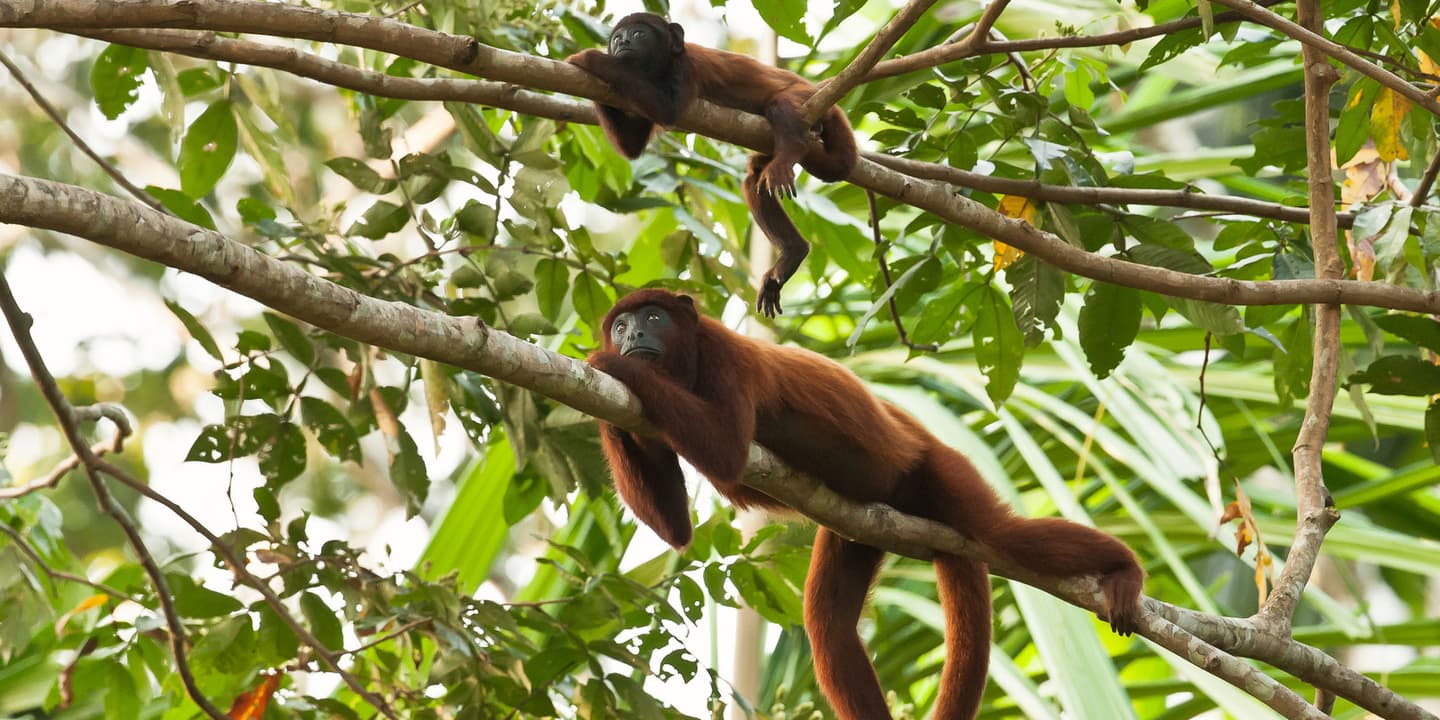 iStock / TraceyKidstonPhotography