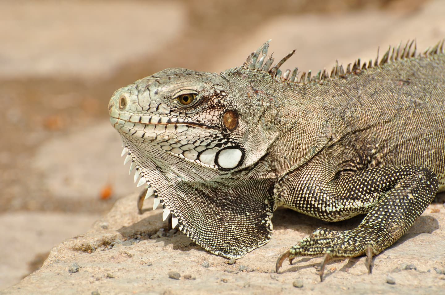 iStock.com / SergiiRuchynskyi